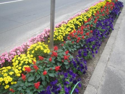 花壇コンクール　街路花壇の部