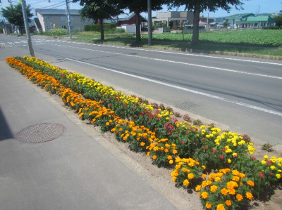 花壇コンクール 街路花壇の部